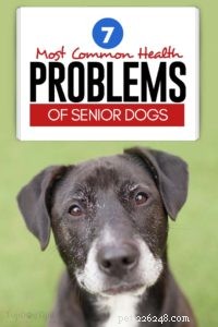 7 meest voorkomende gezondheidsproblemen bij oudere honden