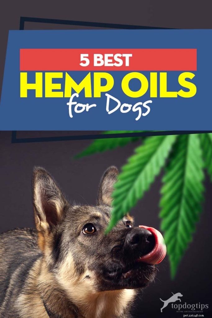 Top 5 bästa hampaolja för hundar-tillskott