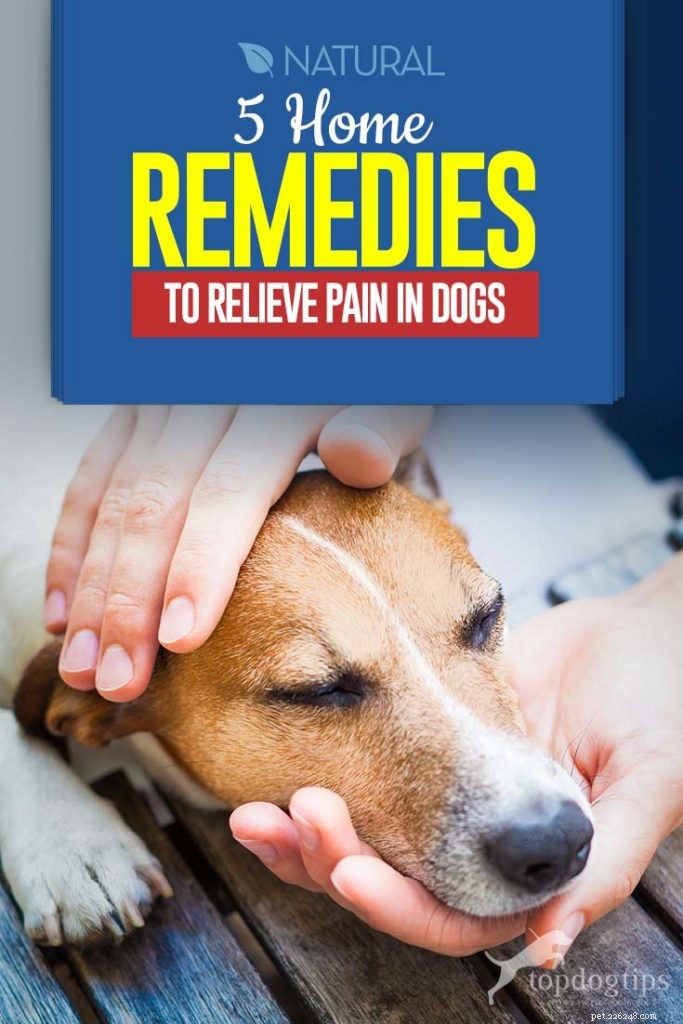 5 remédios caseiros para aliviar a dor do cão