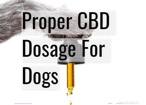 Dosagem adequada de CBD para cães