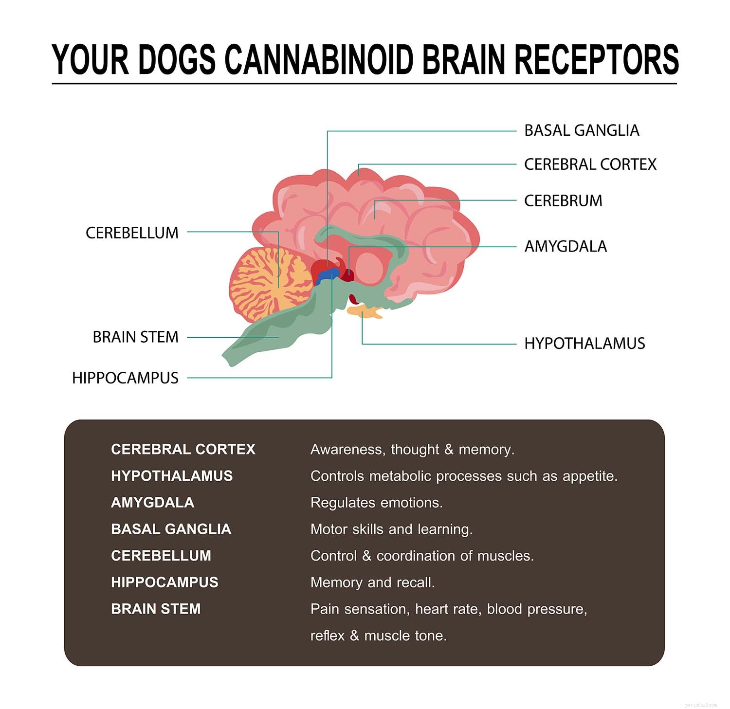 Dosage approprié de CBD pour les chiens