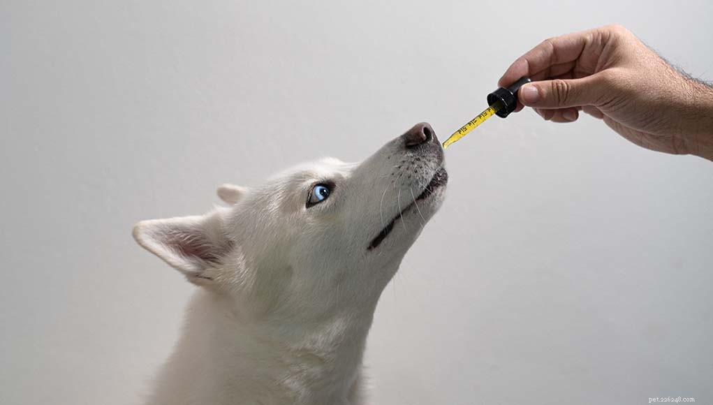 Dosaggio corretto di CBD per cani