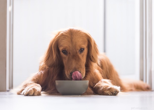 Домашние средства от дерматита вульвы у собак и что вам нужно знать