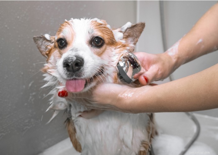 Rimedi casalinghi per la dermatite vulvare del cane e cosa devi sapere