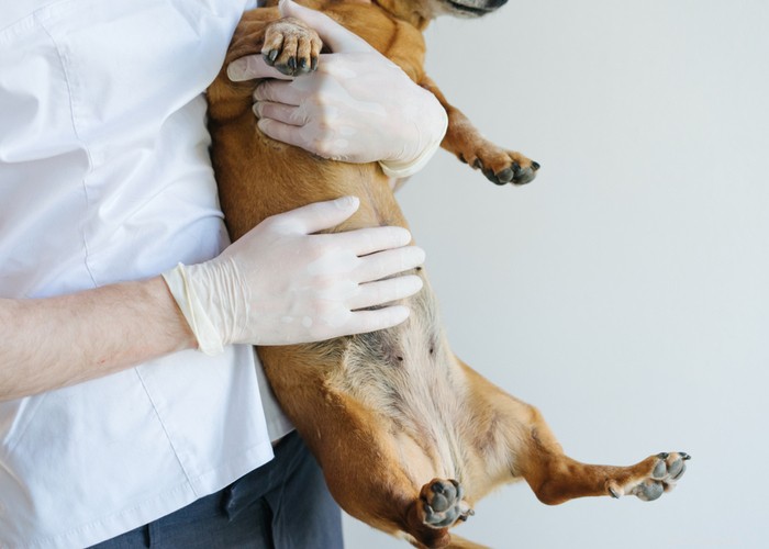 Remèdes maison contre la dermatite vulvaire chez le chien et ce que vous devez savoir