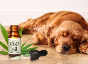 CBD-överdos hos hundar:Kan CBD-olja skada min hund?