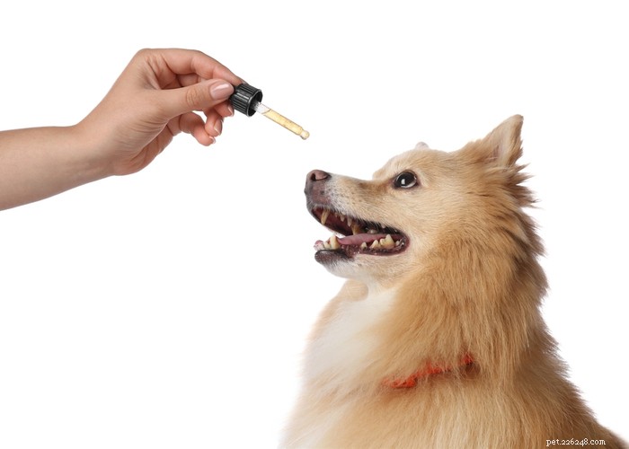 CBD-överdos hos hundar:Kan CBD-olja skada min hund?