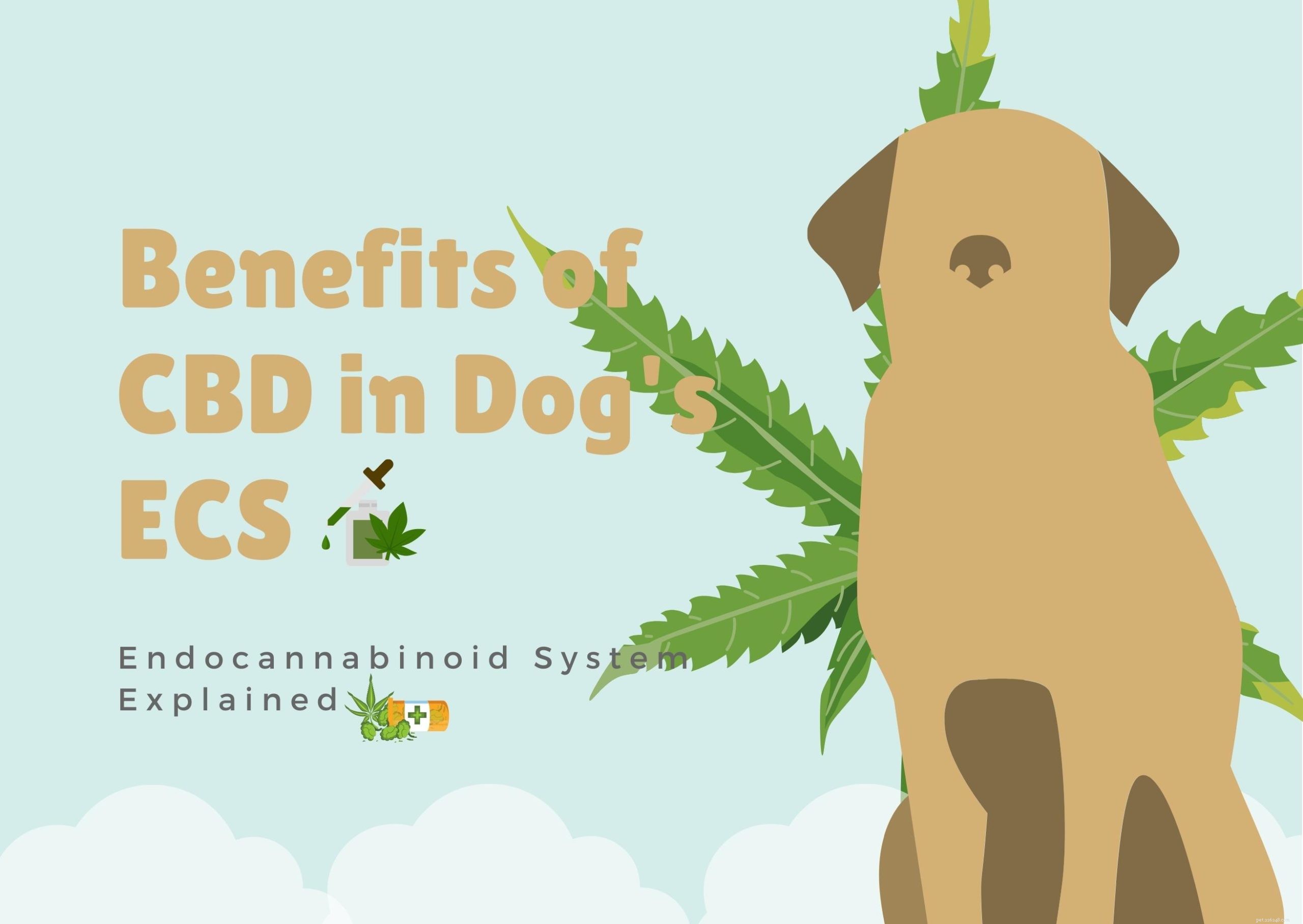 Système endocannabinoïde chez le chien :avantages du CBD dans l ECS