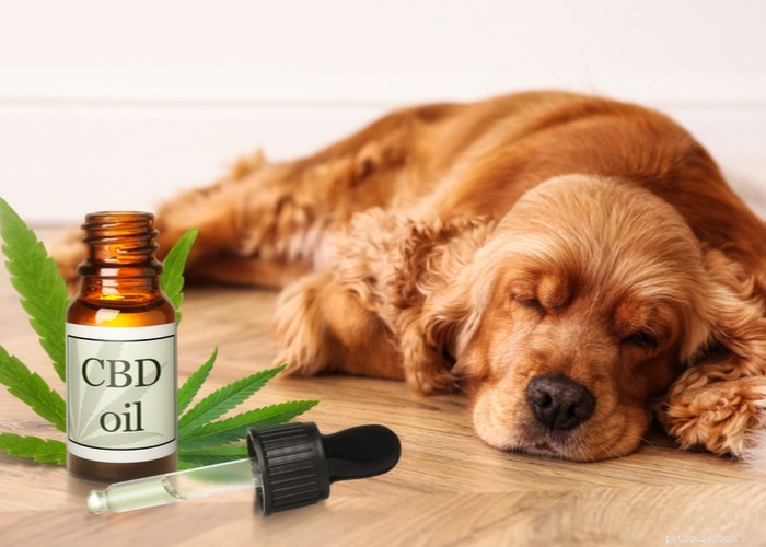 Sistema endocanabinóide em cães:benefícios do CBD no ECS 