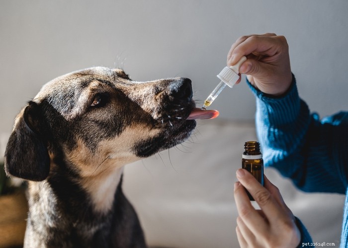 Sistema endocannabinoide nei cani:vantaggi del CBD nell ECS