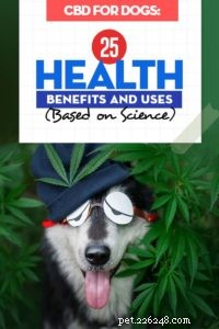 25 benefici per la salute e usi del CBD per i cani