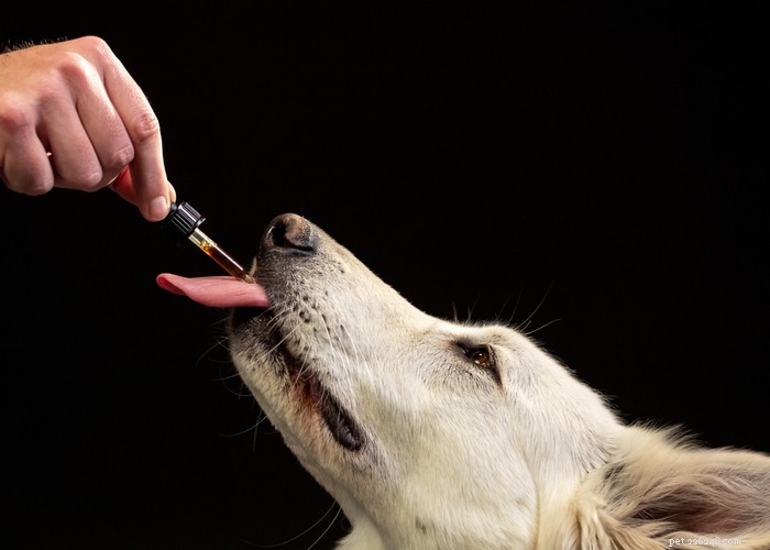 Effecten van CBD op honden:hoe lang het in het systeem blijft