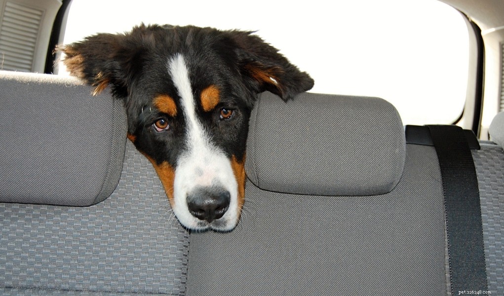 Huismiddeltjes voor autoziekte bij honden
