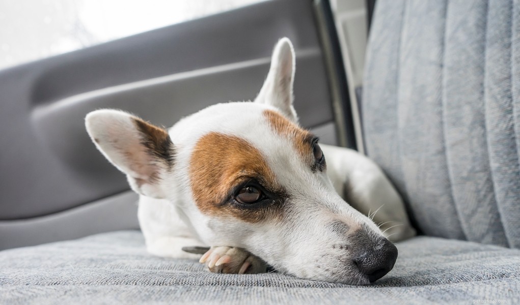 Domácí léky na autonemoc psů