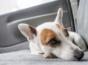 Domácí léky na autonemoc psů