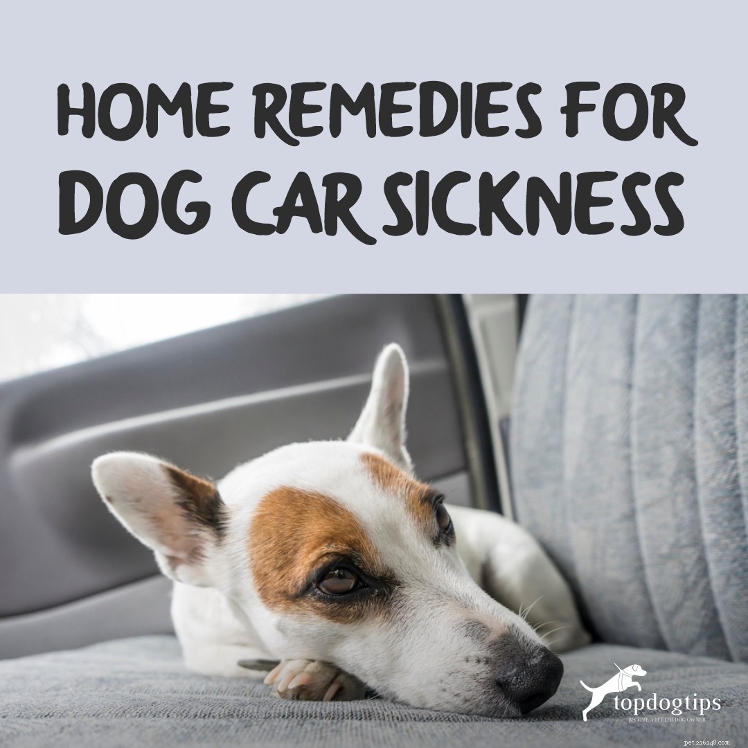 Huismiddeltjes voor autoziekte bij honden