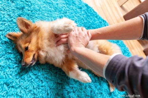 9 vanliga neurologiska problem hos hundar