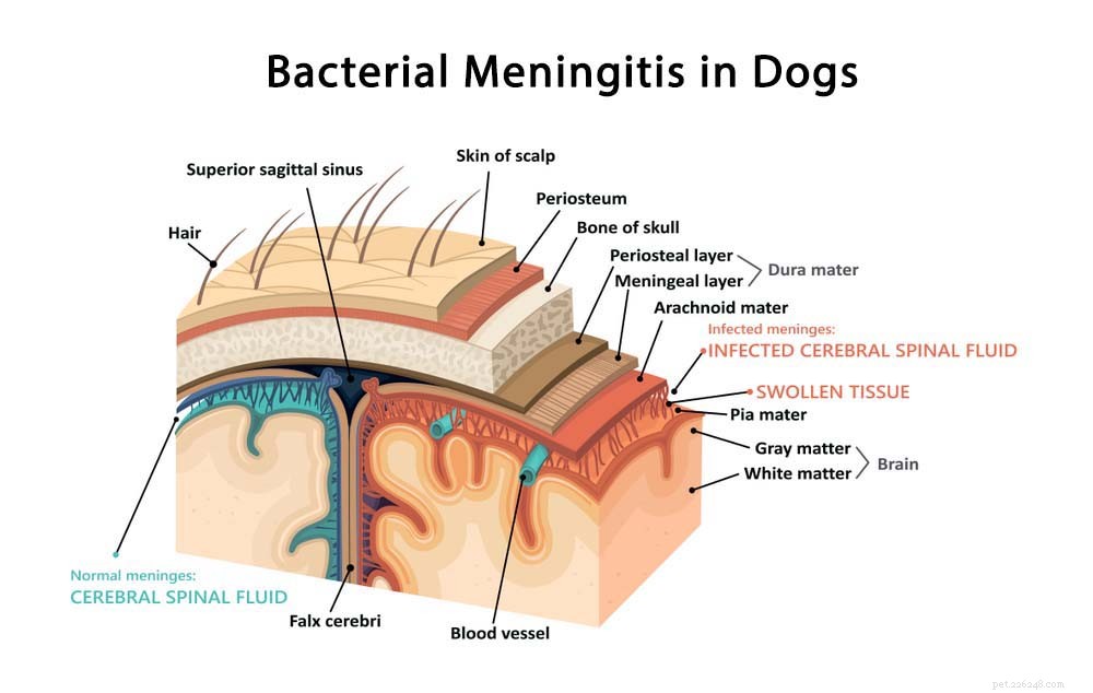 9 распространенных неврологических проблем у собак