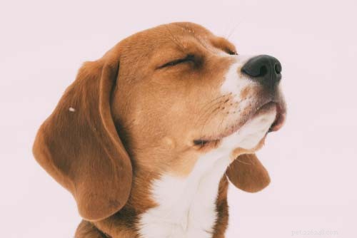 9 problèmes neurologiques courants chez les chiens