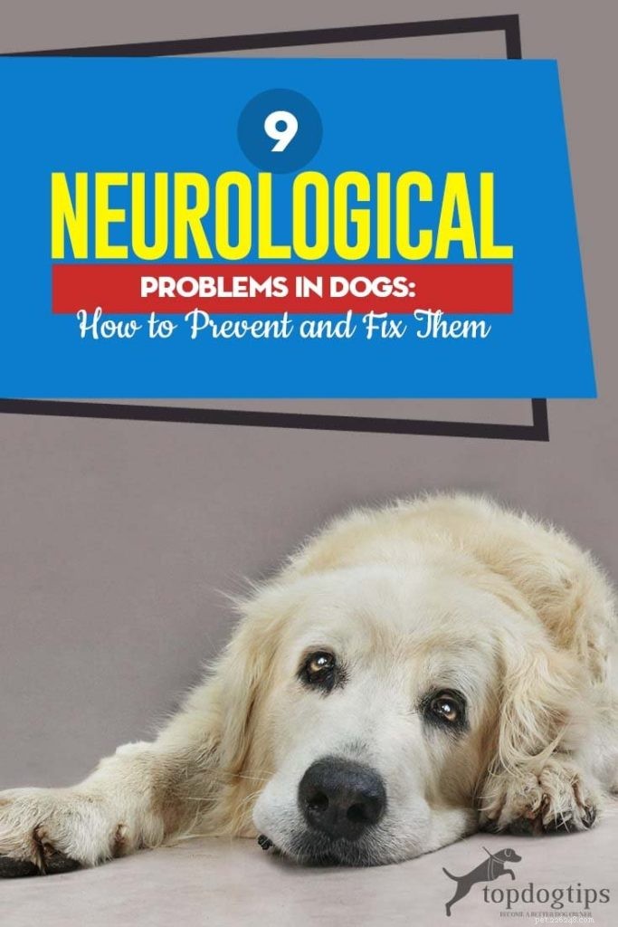 9 problemas neurológicos comuns em cães