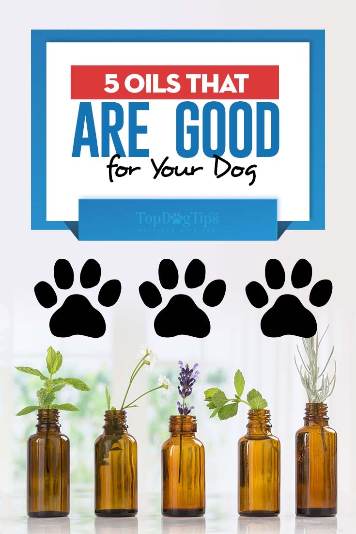 5 huiles qui sont bonnes pour votre chien