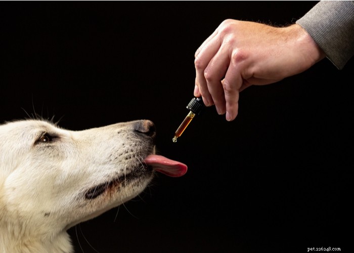 O óleo de CBD humano é seguro para uso em cães?