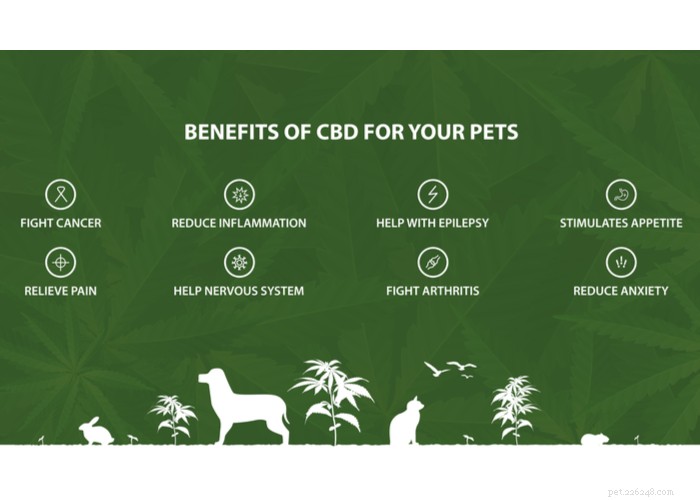 L olio di CBD umano è sicuro da usare per i cani?
