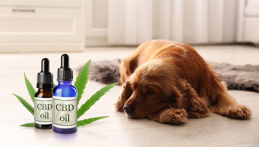 CBD pour les chiens et son interaction avec d autres médicaments