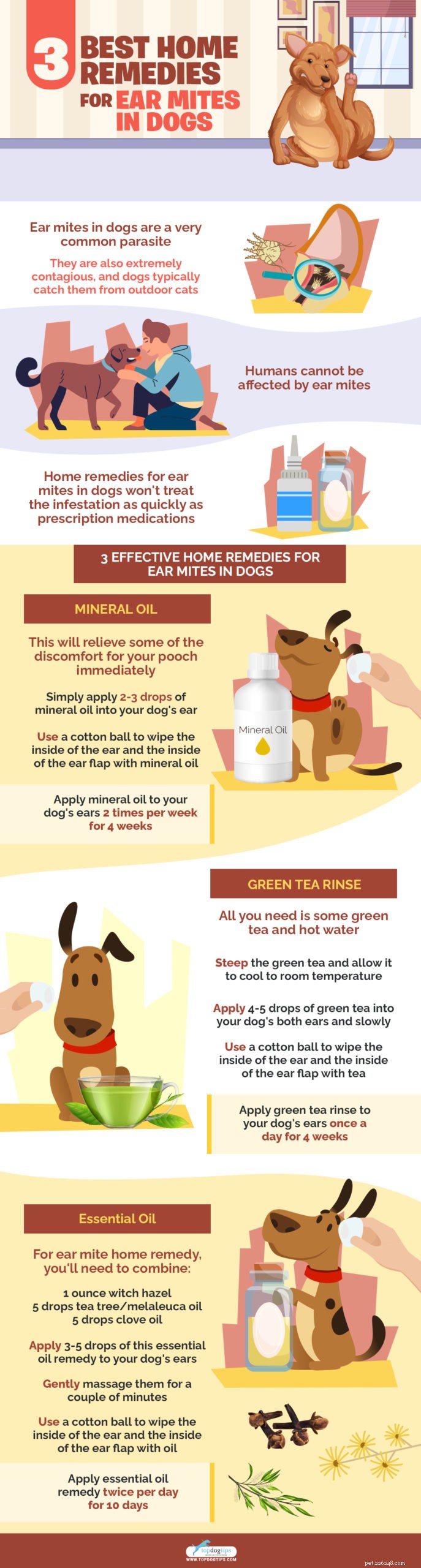 3 meilleurs remèdes maison contre les acariens chez les chiens