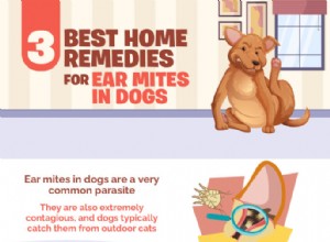 3 meilleurs remèdes maison contre les acariens chez les chiens