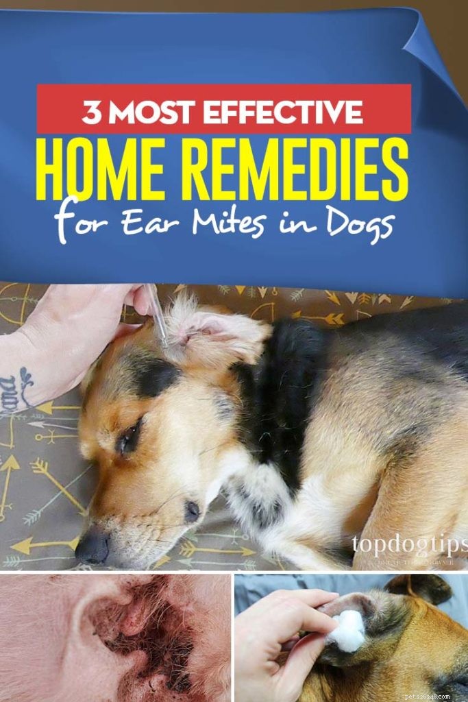 개 귀 진드기에 대한 3가지 최고의 가정 요법