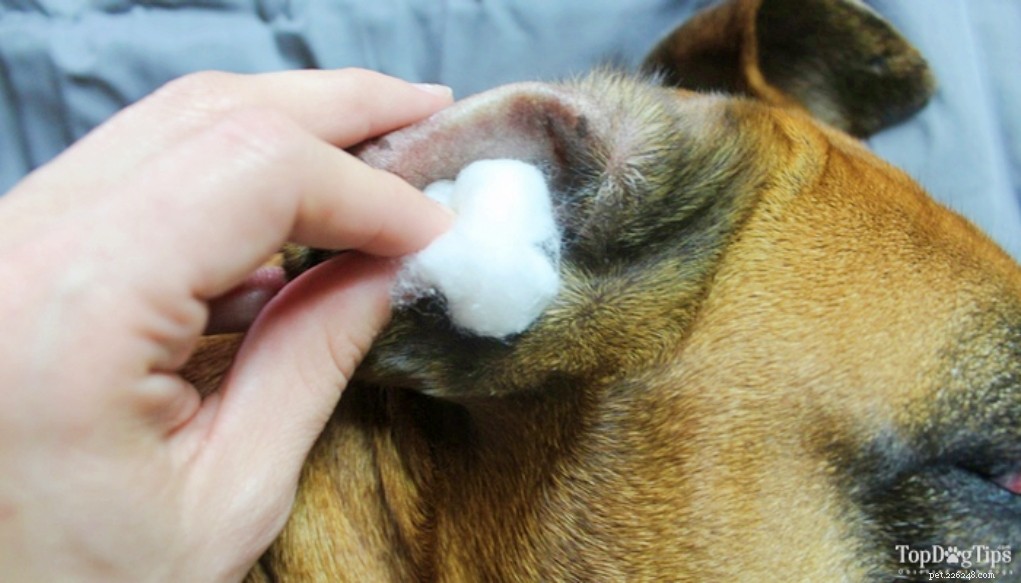 3 migliori rimedi casalinghi per gli acari dell orecchio nei cani