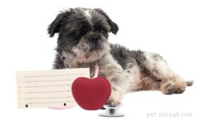 Insuficiência cardíaca congestiva em cães:10 coisas que você deve fazer