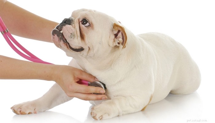 Kongestiv hjärtsvikt hos hundar:10 saker du bör göra