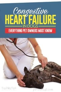 Congestief hartfalen bij honden:10 dingen die u moet doen