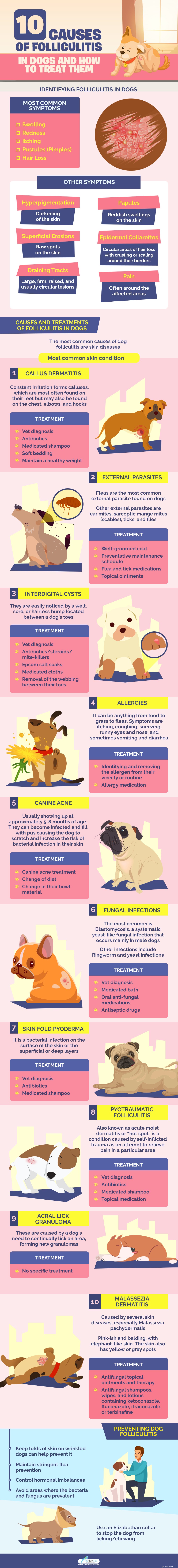 Folikulitida u psů:10 příčin a jak je léčit