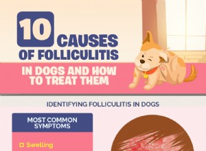 Фолликулит у собак:10 причин и способы их лечения