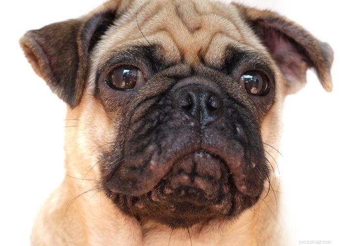Фолликулит у собак:10 причин и способы их лечения