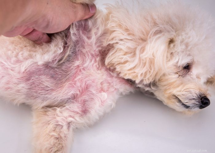犬の毛嚢炎：10の原因とそれらを治療する方法 