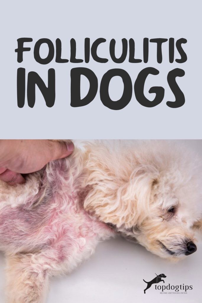Folliculite chez le chien :10 causes et comment les traiter