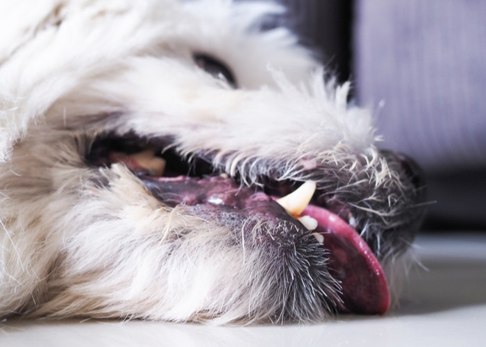 CBD comme traitement pour les convulsions chez le chien