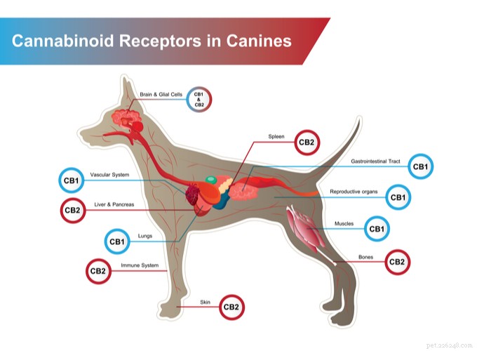 CBD como tratamento para convulsões em cães 