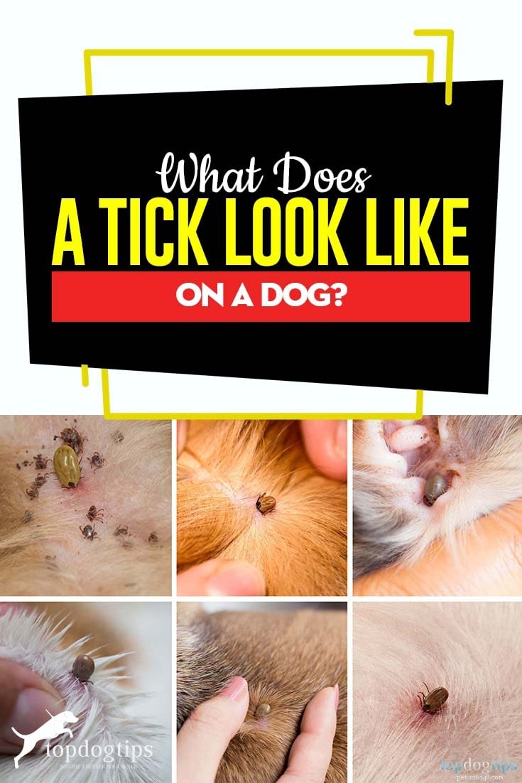À quoi ressemble une tique sur un chien ?