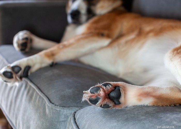 CBD Dog Balm:Är det säkert för hundar?