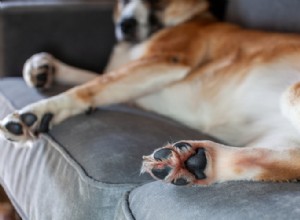 Balzám pro psy CBD:Je bezpečný pro psy?