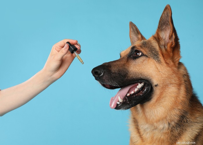 För- och nackdelar med Cannabidiol:CBD för hundar