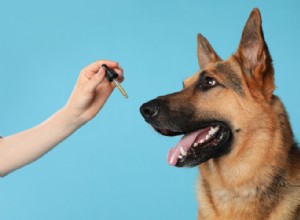 Prós e contras do canabidiol:CBD para cães