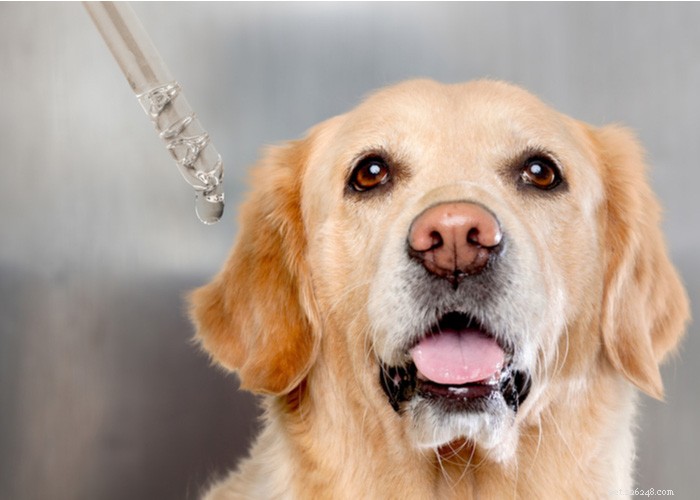 Pro e contro del cannabidiolo:CBD per cani