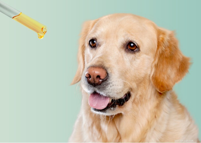 Prós e contras do canabidiol:CBD para cães