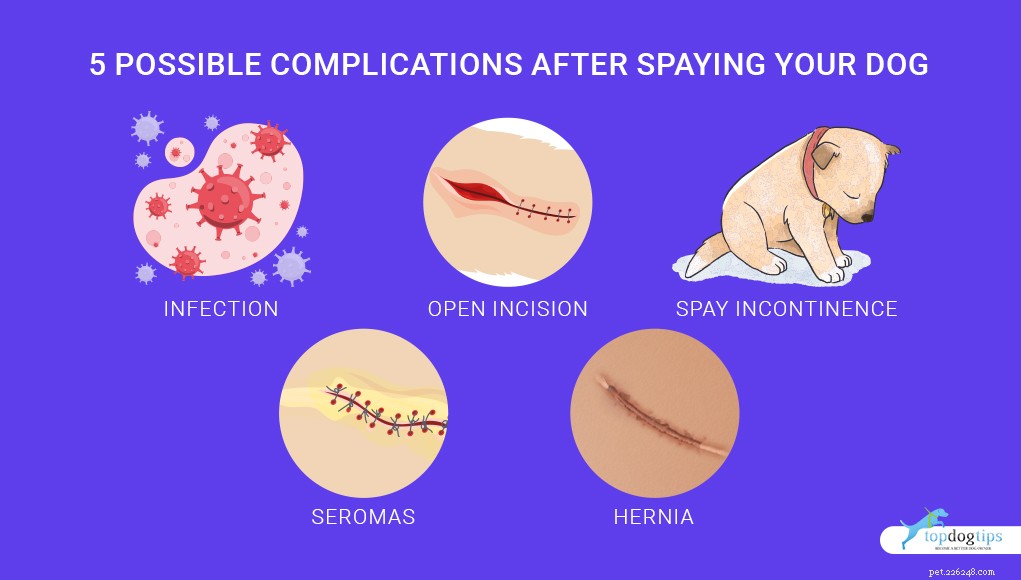 5 mogelijke complicaties na het steriliseren van uw hond